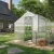 Greenhouse Nelke III, blank