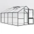 Greenhouse Nelke IV, fir green